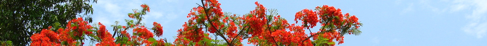 チェンマイ日本人会